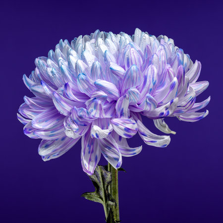A close-up of a chrysanthemum with intricate white and violet petals, accented by delicate blue and purple streaks. The flower is adorned with fresh water droplets, set against a soft purple backgroundの写真素材