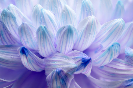 An extreme close-up view of the delicate violet and white petals of a chrysanthemum flower, showing the intricate veining and subtle color gradients. Water droplets add freshness and textureの写真素材