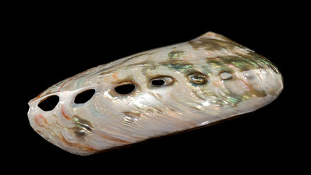 Radiant Haliotis asinina shell, commonly known as Donkeys Ear Abalone, featuring its natural...