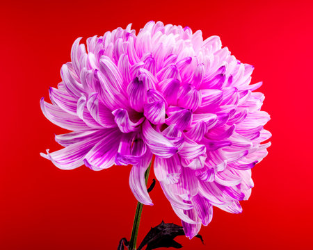Elegant pink and white chrysanthemum flowers with variegated petals, set against a red background. A striking display of floral beauty and contrastの写真素材