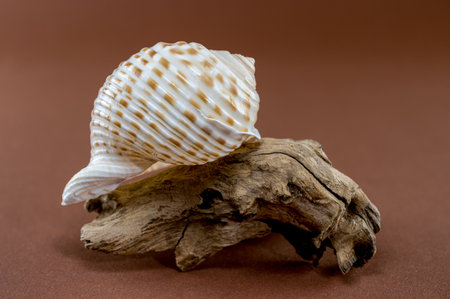Close-up of a sea shell resting on textured driftwood, set against a brown background