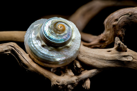 A captivating Turbo marmoratus snail with a stunning iridescent shell rests gracefully on a piece of...