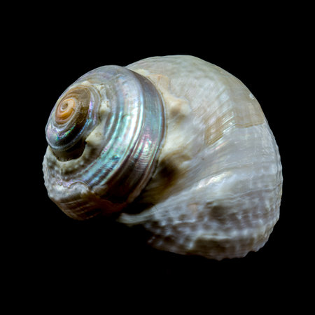 A captivating snail with a stunning iridescent shell is showcased against a black background. This...