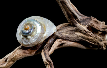 A captivating Turbo marmoratus snail with a stunning iridescent shell rests gracefully on a piece of...