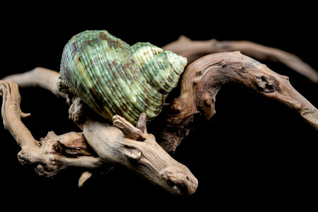 A striking Turbo cornutus snail with distinctive horn-like spikes rests on a piece of weathered driftwood. This image highlights the unique features and intricate details of this marine speciesの写真素材