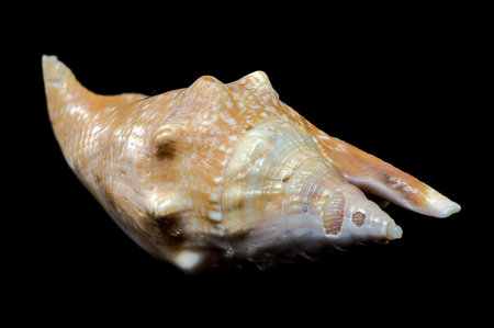 A vibrant Strombus gigas seashell, adorned with intricate patterns and spikes, stands out against a...