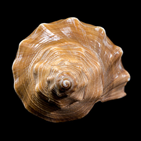 A close-up of a polished Hemifusus tuba shell with intricate brown textures and smooth ivory...