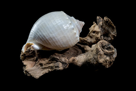 Close-up of a Phalium glaucum seashell placed on weathered driftwood, captured against a black background to highlight its smooth, glossy surface and natural spiral designの写真素材