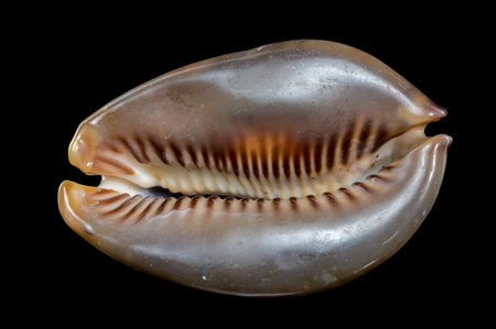 A stunning Cypraea caputserpentis seashell with its intricate pattern and unique shape is showcased against a black background. This image highlights the beauty and complexity of marine lifeの写真素材