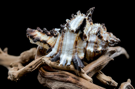 Murex indivia seashell with its intricate spiny structure rests gracefully on a piece of weathered...