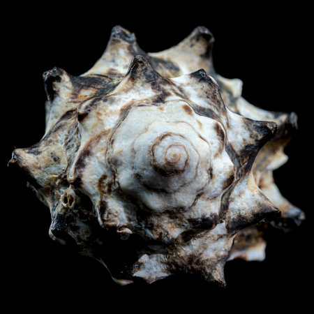 A striking Vasum turbinellus seashell with its spiny exterior and intricate details is showcased against a black background. This image highlights the unique features and beauty of this marine speciesの写真素材