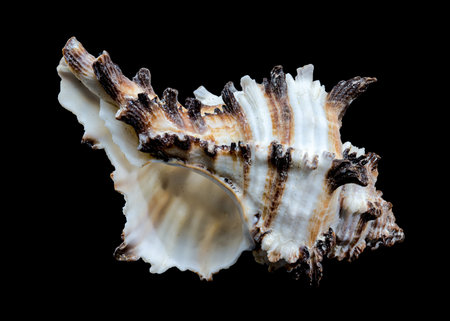 A striking Murex indivia seashell with its intricate spiny structure is showcased against a black background. This image highlights the unique features and beauty of this marine speciesの写真素材