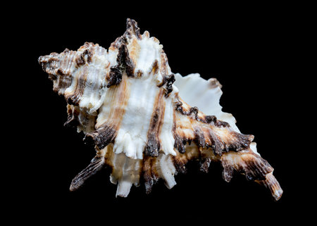 A striking Murex indivia seashell with its intricate spiny structure is showcased against a black background. This image highlights the unique features and beauty of this marine speciesの写真素材