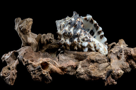 A striking Vasum turbinellus seashell with its spiny exterior rests gracefully on a piece of...