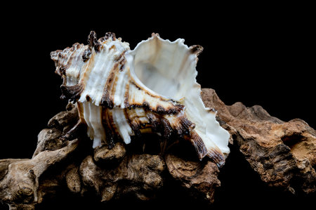 Murex indivia seashell with its intricate spiny structure rests gracefully on a piece of weathered...