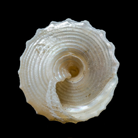 Close-up of a Tectus pyramidis shell, also known as the pyramid trochus or top shell. The image highlights the shell's conical shape and intricate spiral pattern with ridges and grooves.の写真素材