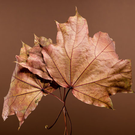A cluster of vivid orange and red maple leaves captured against a brown background, showing the rich textures and veins. Perfect for fall-themed projects and seasonal designsの写真素材
