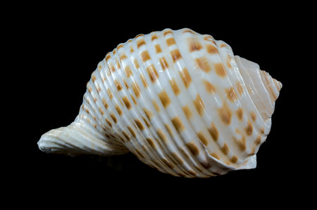 Detailed close-up of a Tonna dolium sea shell showing its smooth, glossy surface with brown and...
