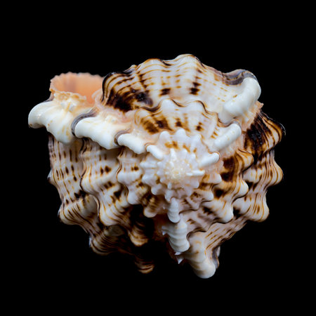 Detailed close-up of a Murex haustellum shell, showing its spiny structure and unique patterns, set...