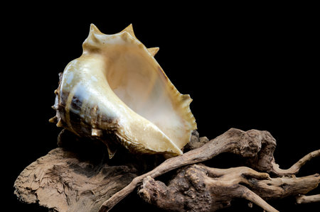 Detailed close-up of a Spiny Melongena or Melongena bispinosa sea shell resting on textured...