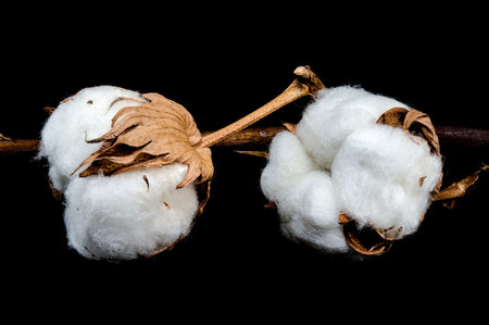 A close-up of two cotton bolls on a branch, showcasing the fluffy white fibers and brown seed casings against a black backgroundの写真素材