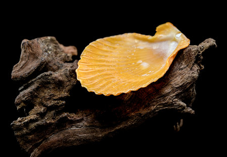 Close-up of an orange scallop shell resting on textured driftwood, set against a black background....