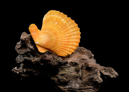 Close-up of an orange scallop shell resting on textured driftwood, set against a black background....