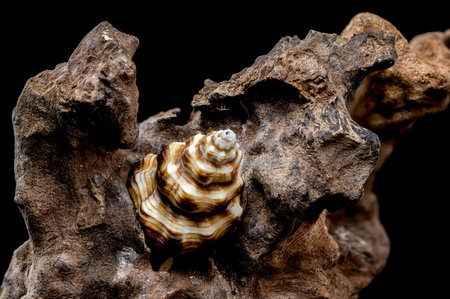 A detailed close-up of a striped seashell resting on rough driftwood, set against a black...