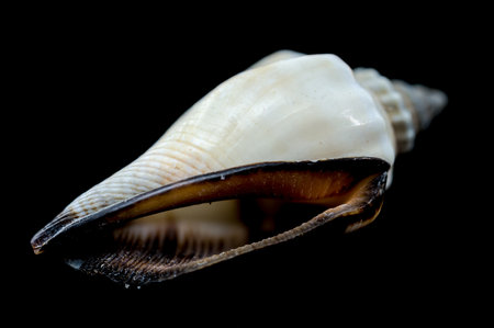 Close-up of a Canarium urceus shell highlighting its smooth white surface, dark brown edges, and natural curves, set against a black backgroundの写真素材