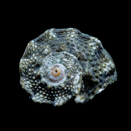 Close-up of a Tegula funebralis snail shell set against a black backgroundの写真素材