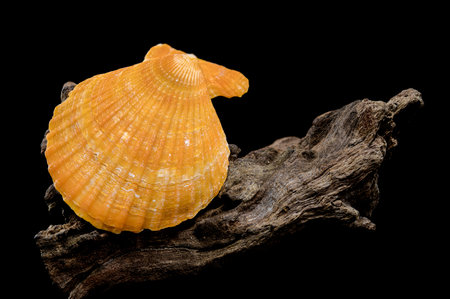Close-up of an orange scallop shell resting on textured driftwood, set against a black background....