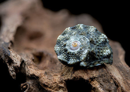 A close-up of a small, blue, spiky seashell resting on a piece of driftwood, showing its intricate...