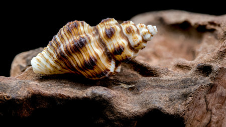 A detailed close-up of a striped seashell resting on rough driftwood, set against a black...