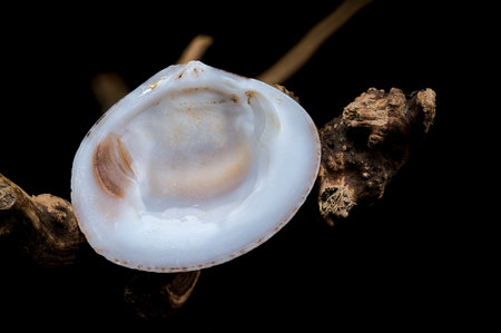 Close-up of a beautifully textured Common cockle seashell resting on natural driftwood, captured...