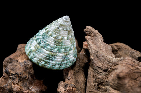 Close-up of a Green Tectus pyramidis shell on rugged driftwood, set against a black background