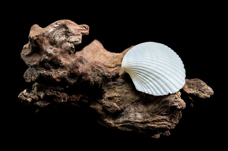 Close-up of a Cerastoderma edule shell resting on rugged driftwood, captured against a black...