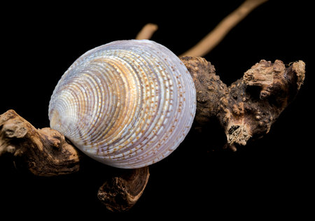 Close-up of a beautifully textured Common cockle seashell resting on natural driftwood, captured against a black background to highlight its intricate details and patternsの写真素材