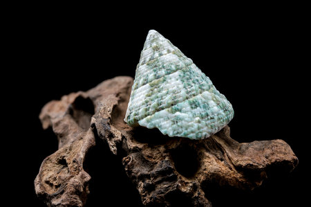 Close-up of a Green Tectus pyramidis shell on rugged driftwood, set against a black background