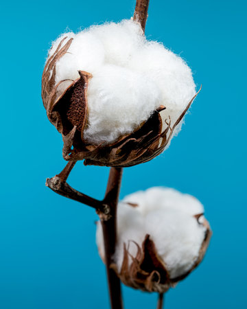 A close-up of cotton bolls on a branch, showcasing the fluffy white fibers and brown seed casings against a blue backgroundの写真素材