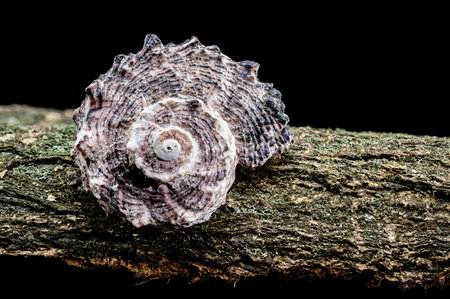 A spiral shell resting on a textured driftwood surface, captured with intricate details and set against a black backgroundの写真素材