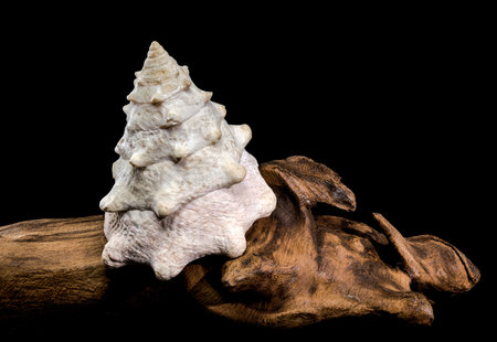 Unique Tectus dentatus shell with rugged, pyramid-like structure, resting on textured driftwood, set...