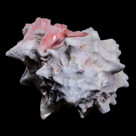 Close-up of a shell on a black backgroundの写真素材