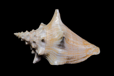 Stunning Strombus gigas shell with pink and white tones isolated against a black background