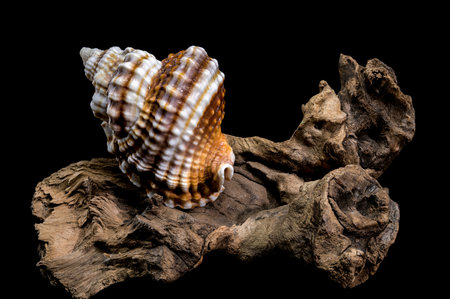 Close-up of a Distorsio anus sea shell resting on textured driftwood, set against a dark black...