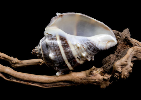 Close-up of a Melongena melongena shell resting on driftwood against a black background, showing...