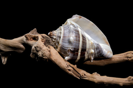 Close-up of a Melongena melongena shell resting on driftwood against a black background, showing...