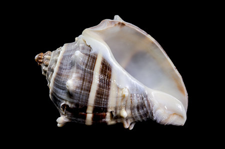 Close-up of a Melongena melongena shell against a black background, showing intricate textures and...