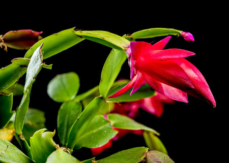 A close-up of a blooming Christmas cactus with bright red flowers and lush green leaves against a black backgroundの写真素材