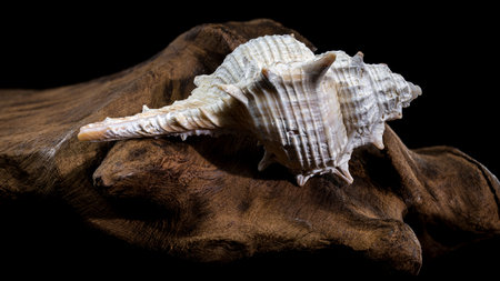 Close-up of a Murex spinicosta shell resting on a textured piece of driftwood, displayed against a...