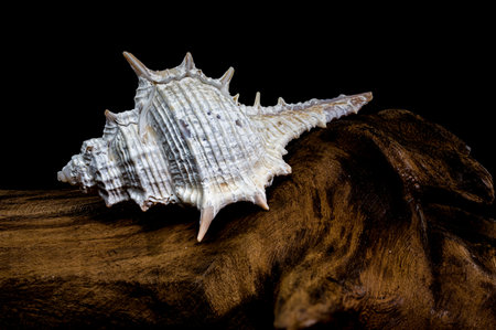 Close-up of a Murex spinicosta shell resting on a textured piece of driftwood, displayed against a...